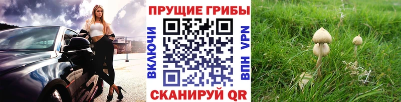 МЕГА зеркало  Гудермес  Псилоцибиновые грибы прущие грибы 